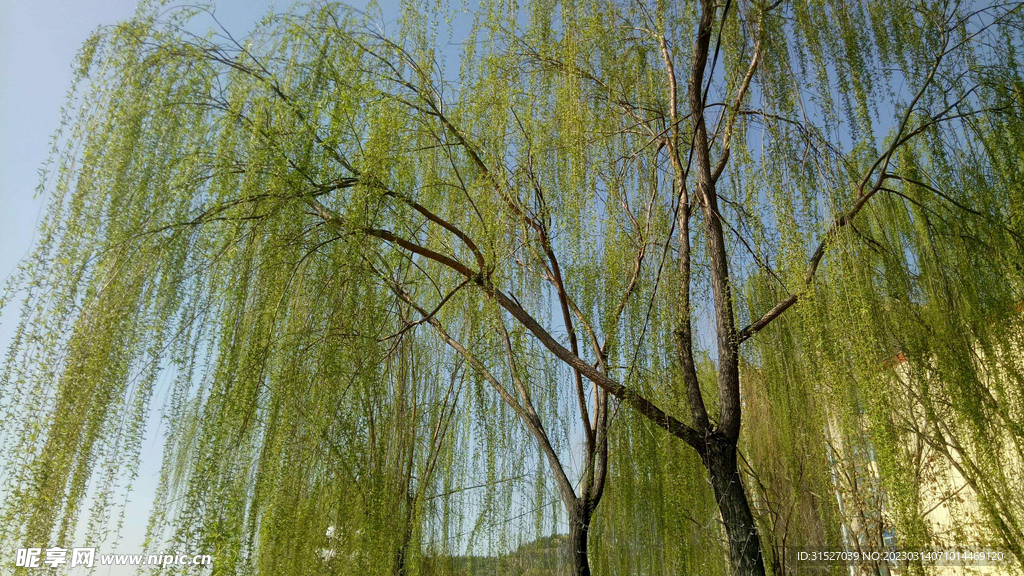 柳树高清大图