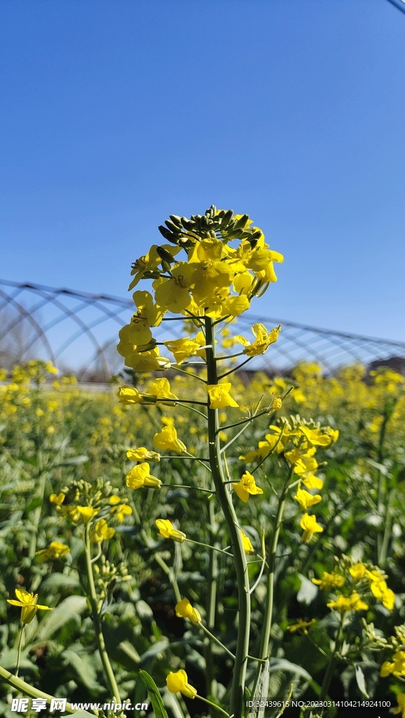 油菜花