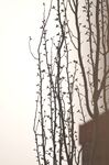 杨树枝条
