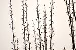 早春杨树条