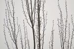 早春的杨树枝