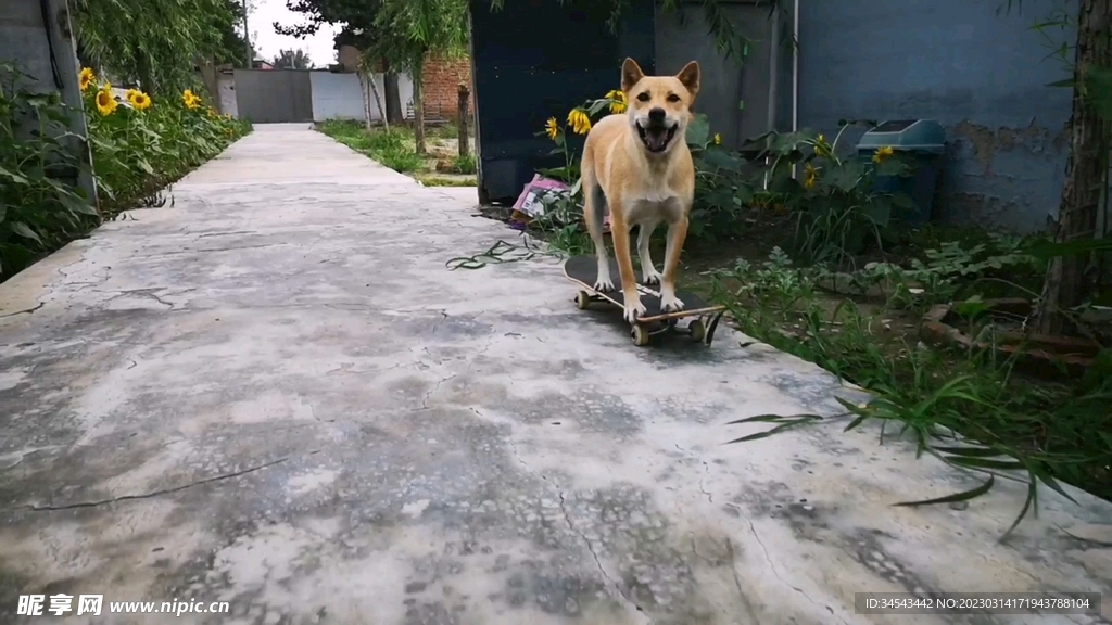 狗