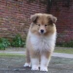 狗