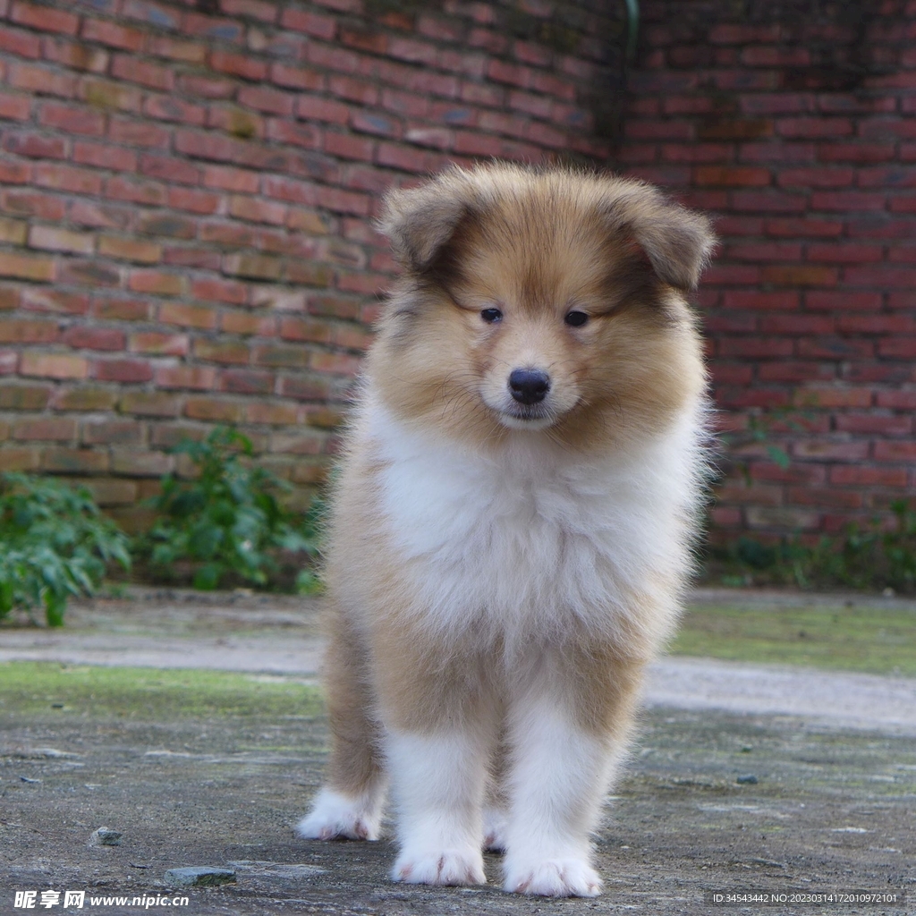 狗