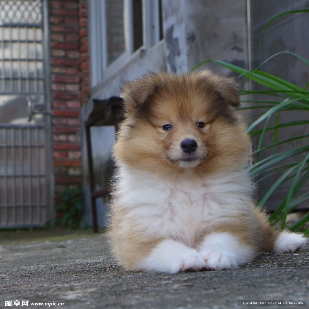 狗