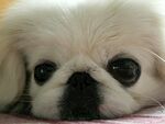 狗
