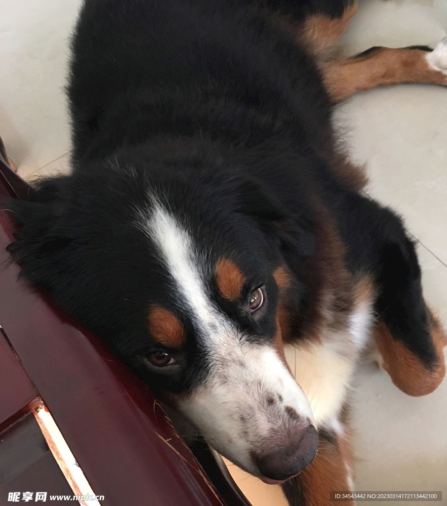 狗