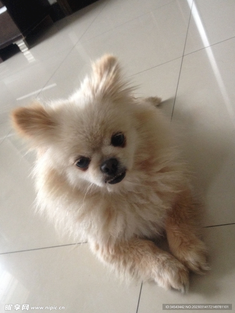 狗