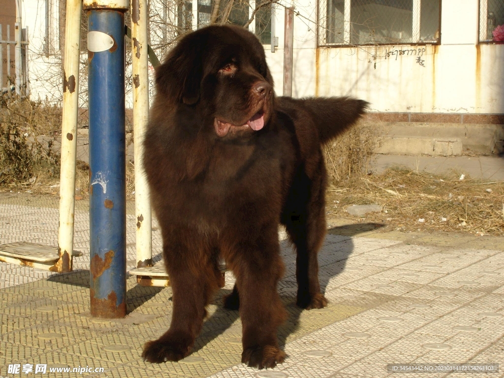 狗