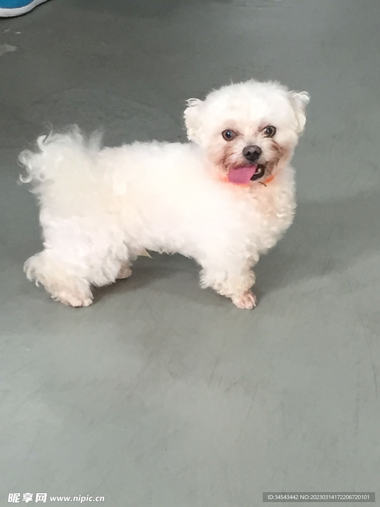 狗