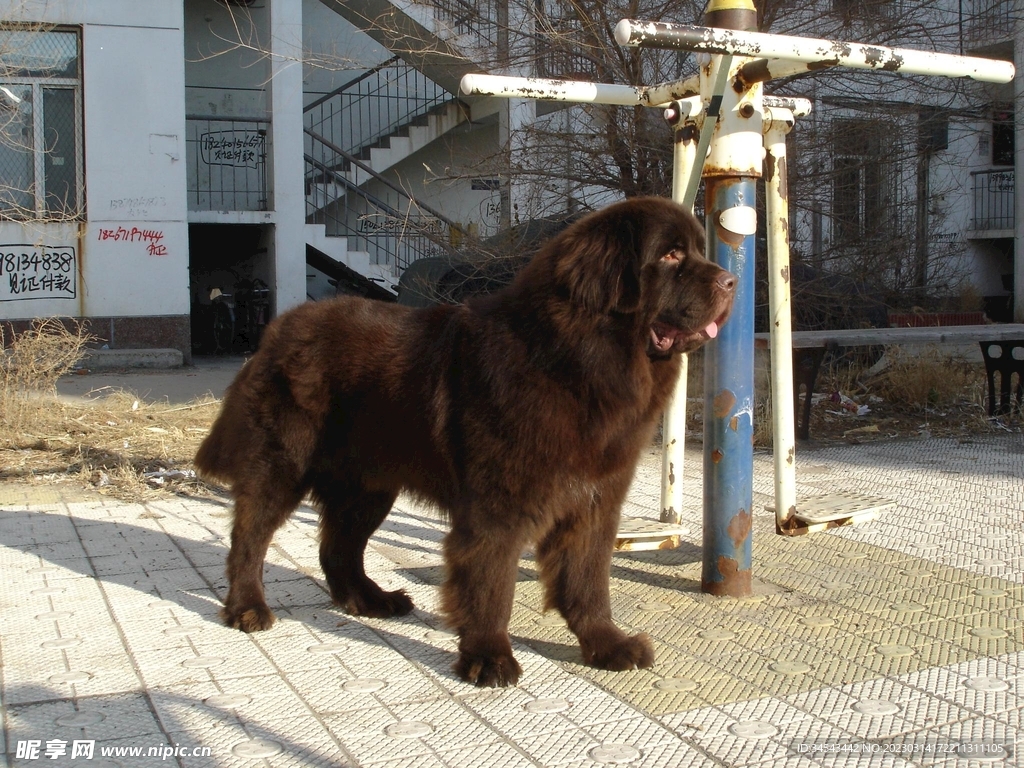 狗