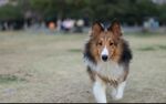狗