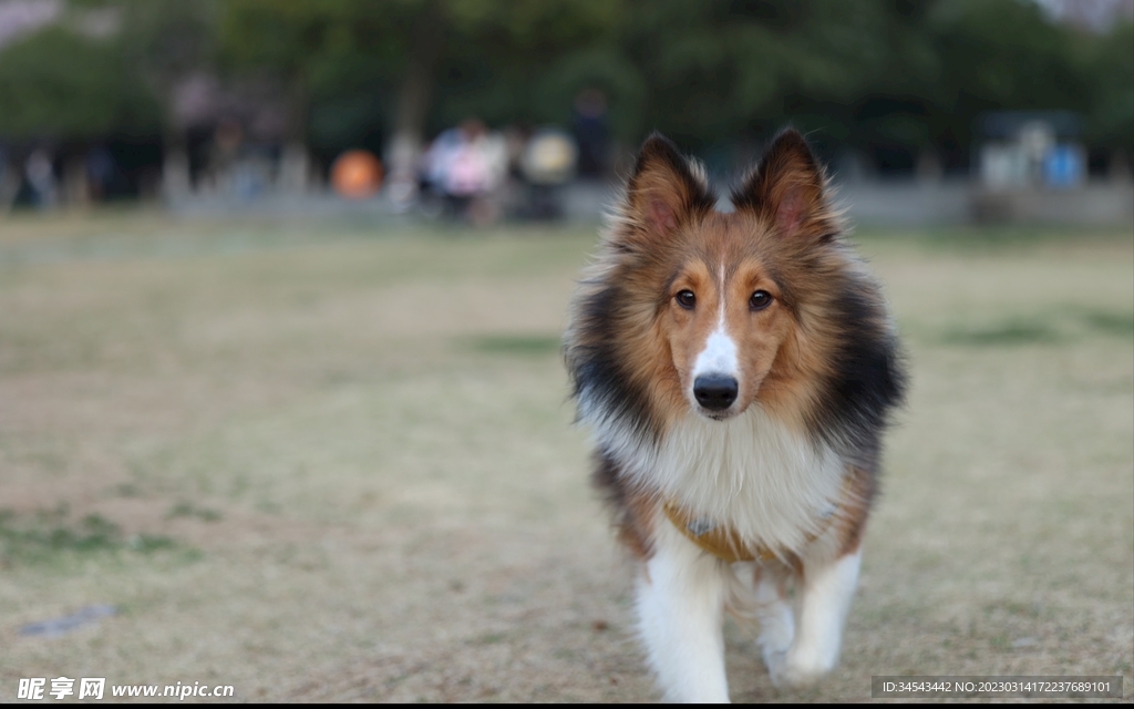 狗