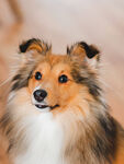 狗