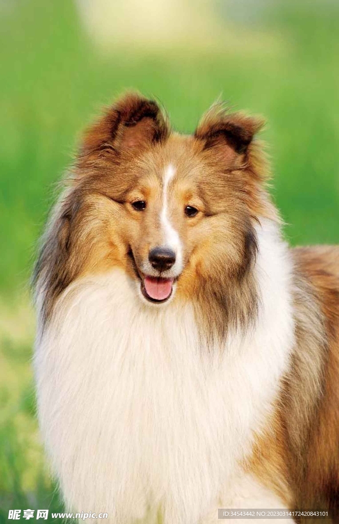 狗