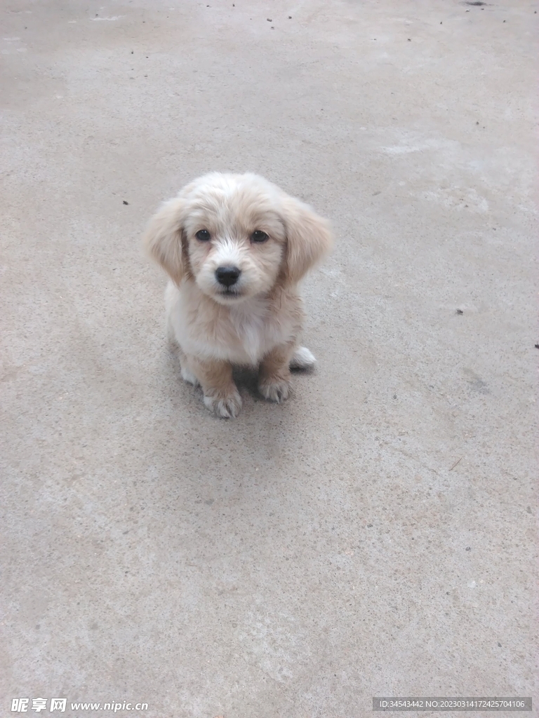 狗