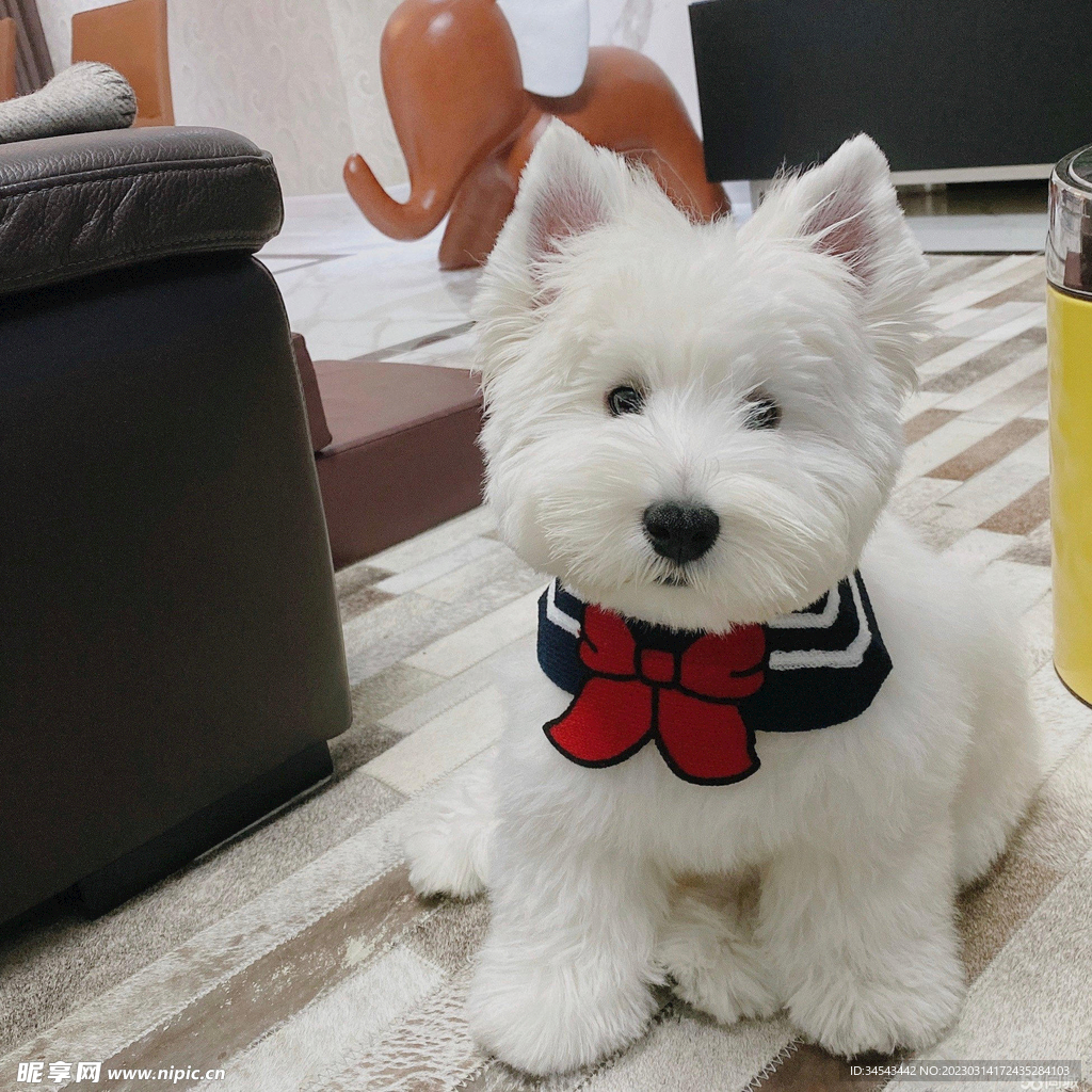 狗