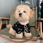 狗