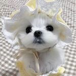 狗