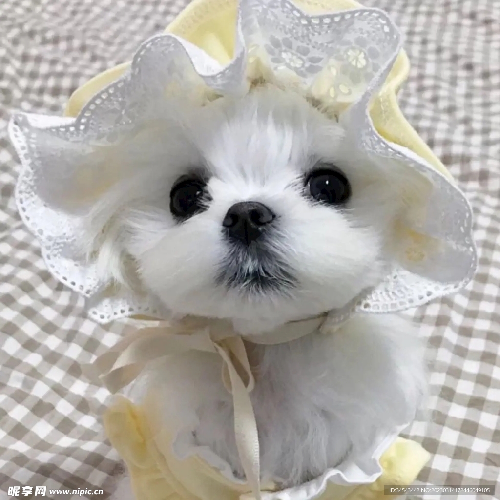 狗