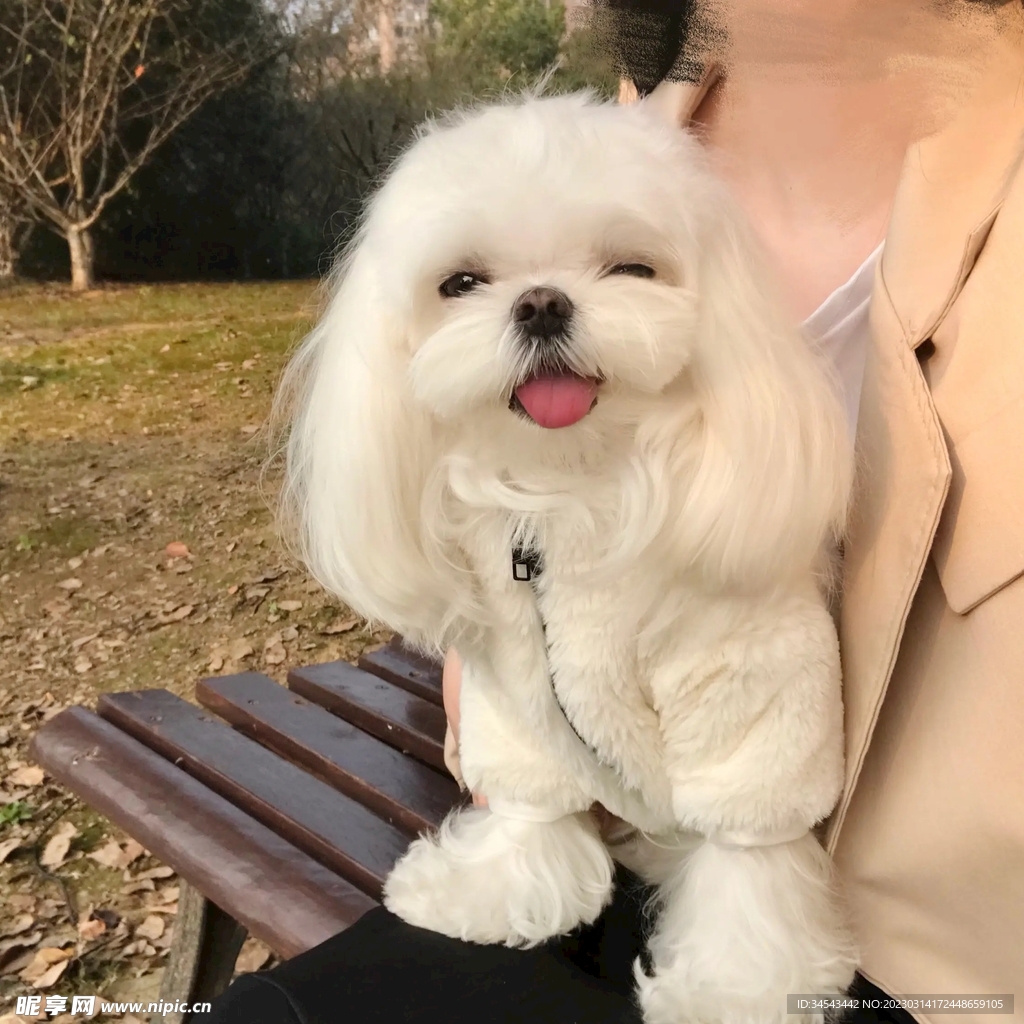 狗