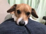 狗