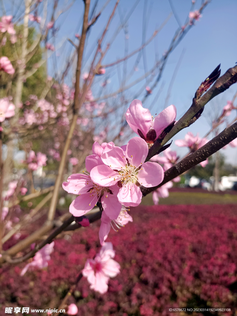 桃花