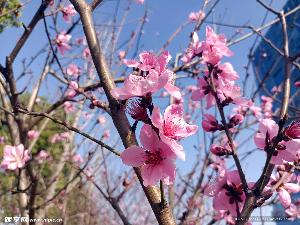 桃花