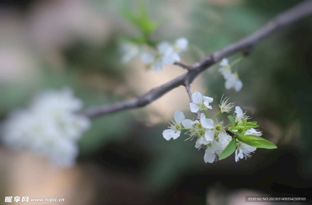 李花