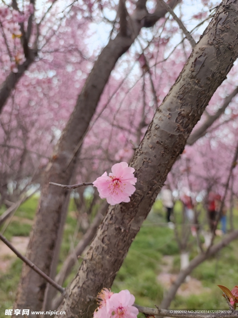 桃花