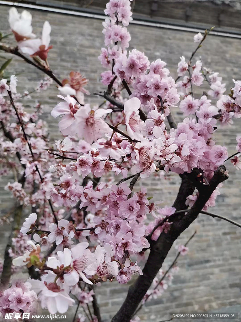 粉色的桃花 古城墙