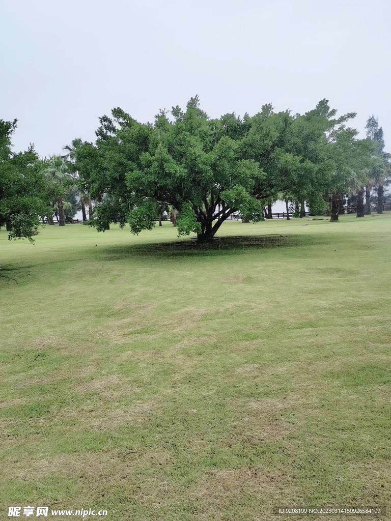 普陀山风景大树草地