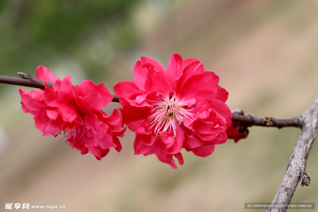 桃花