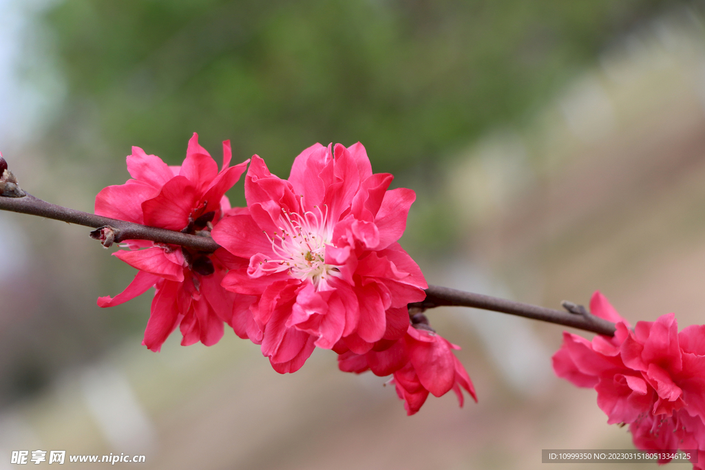 桃花