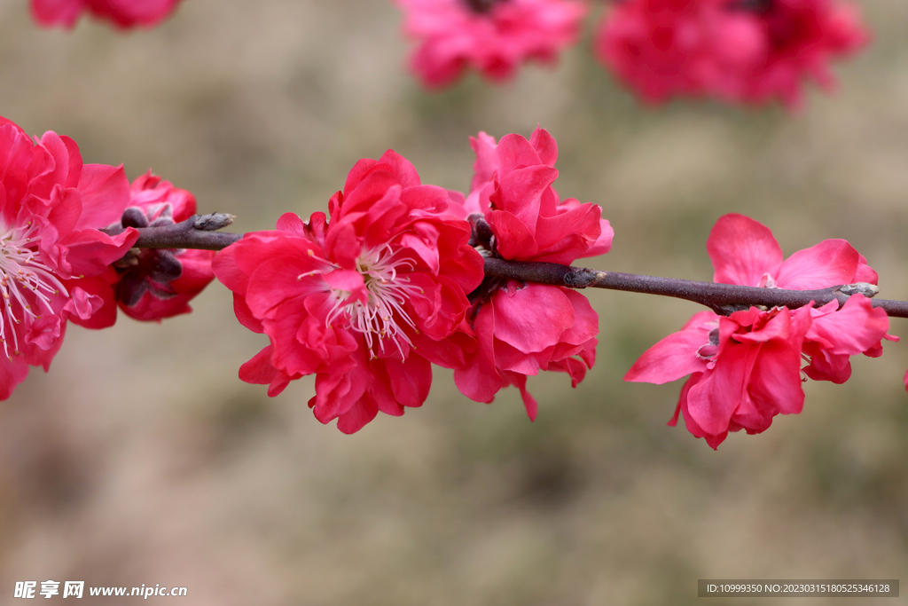 桃花