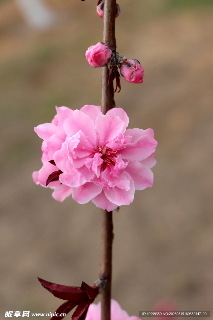 桃花