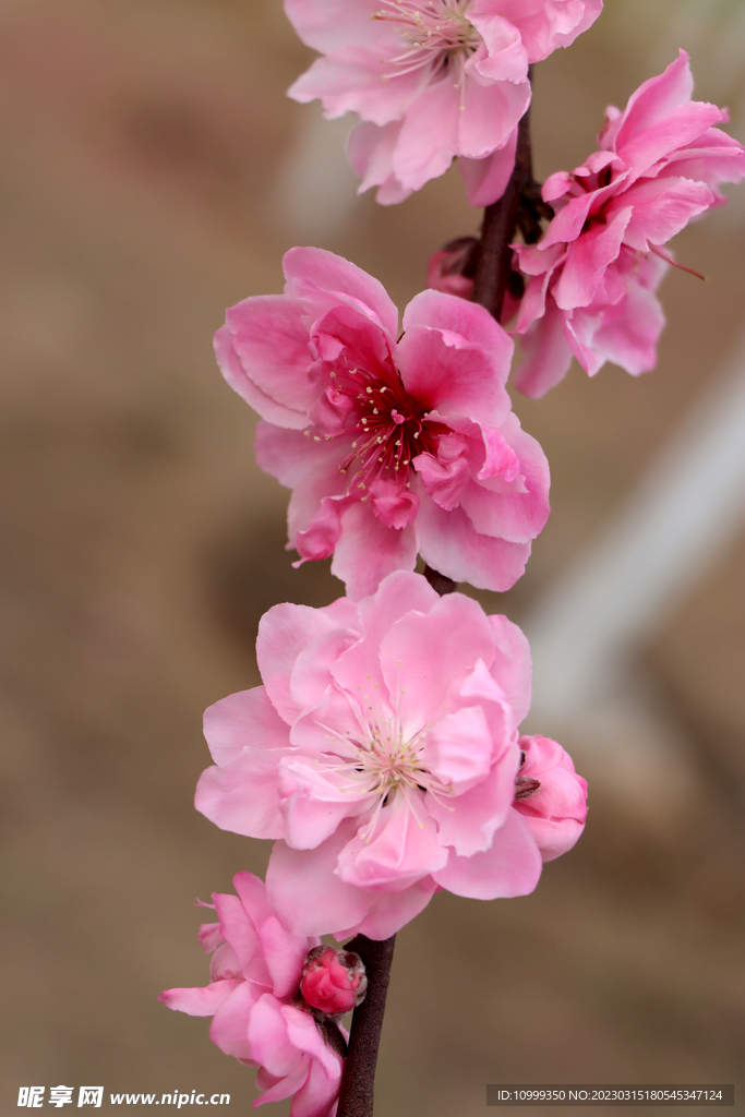 桃花
