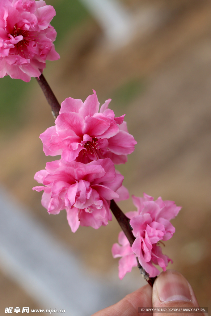 桃花