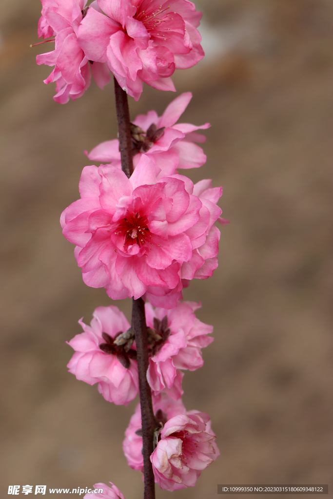 桃花
