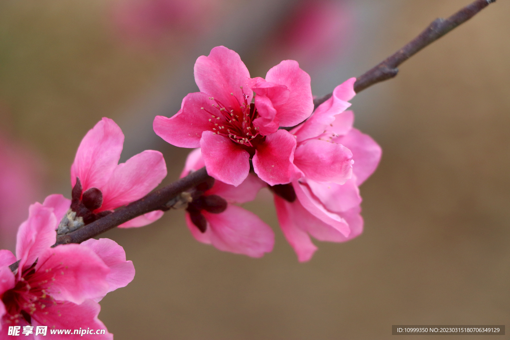 桃花