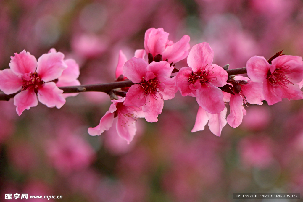 桃花