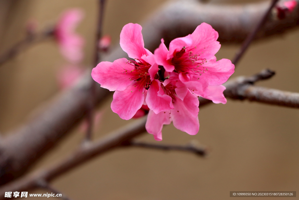 桃花