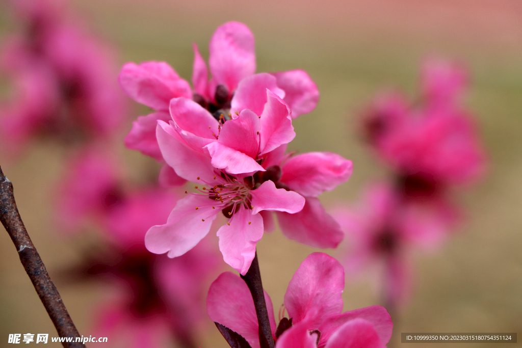 桃花