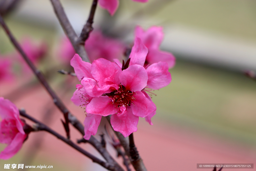 桃花