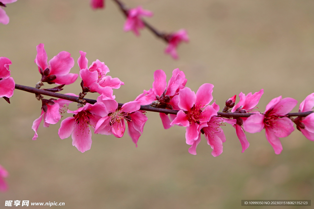 桃花