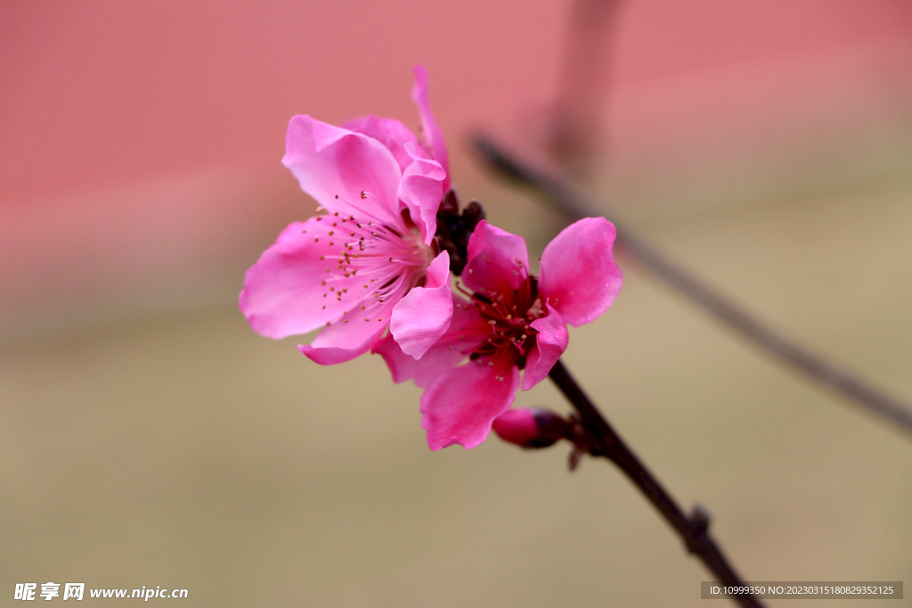 桃花