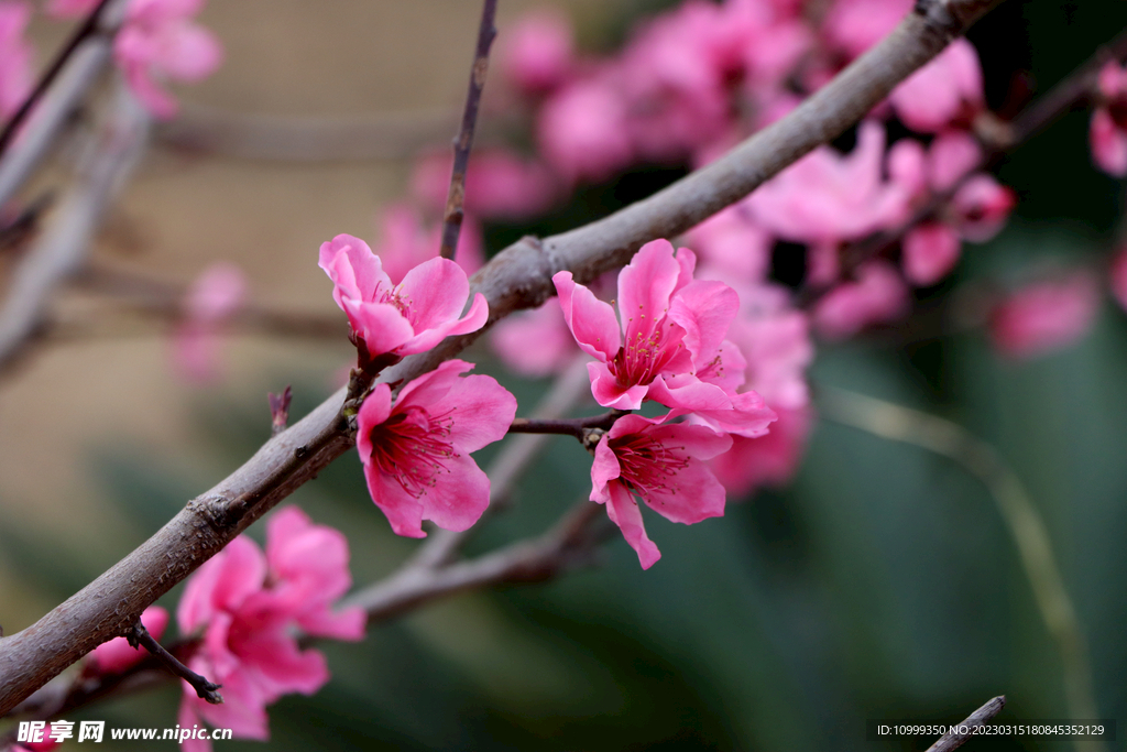 桃花