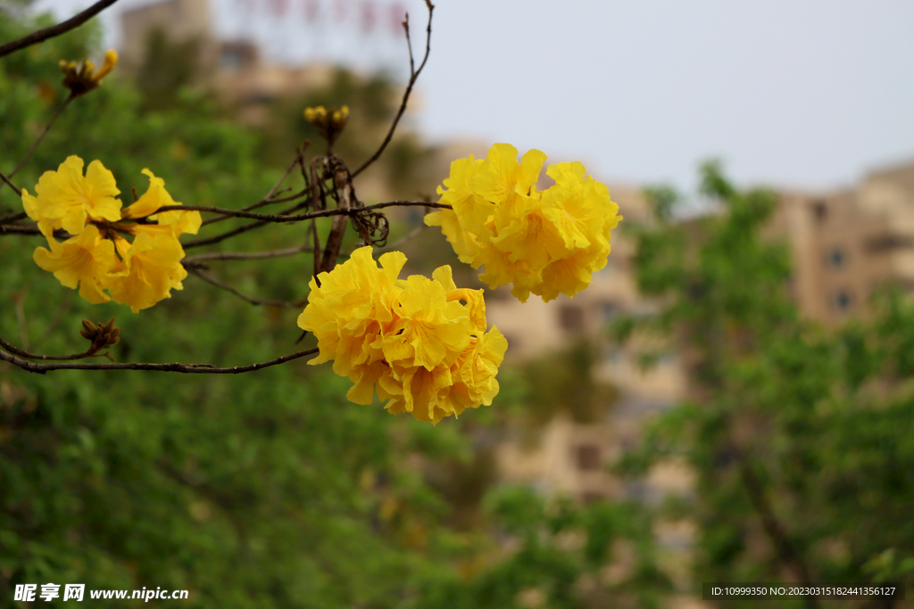 风铃花