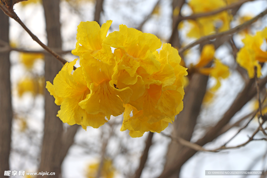 风铃花