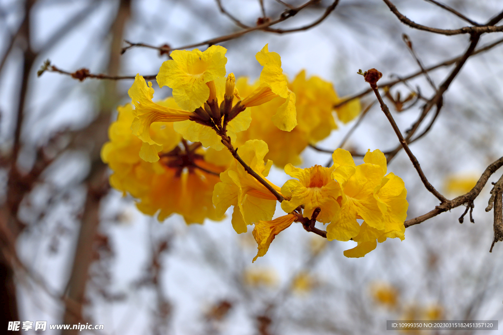 风铃花